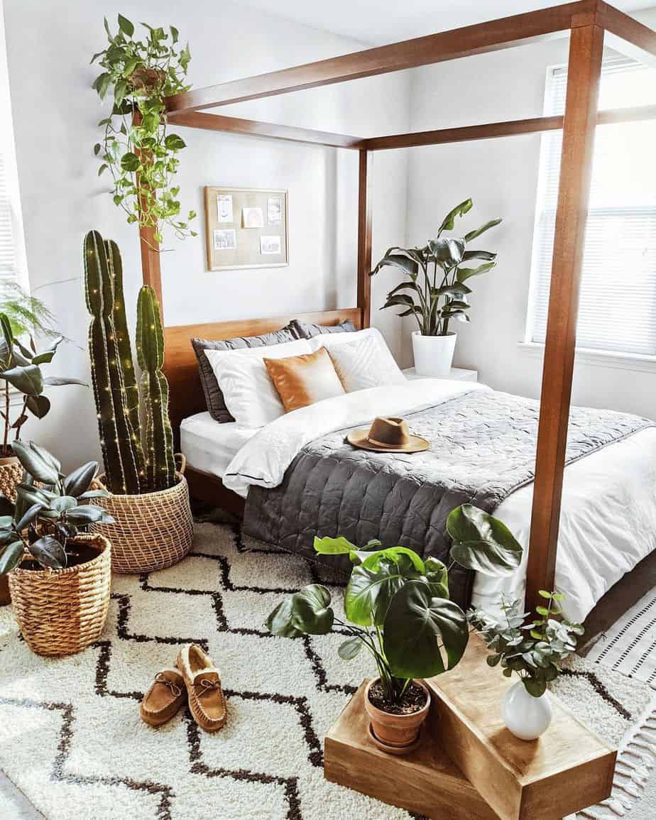 house plants