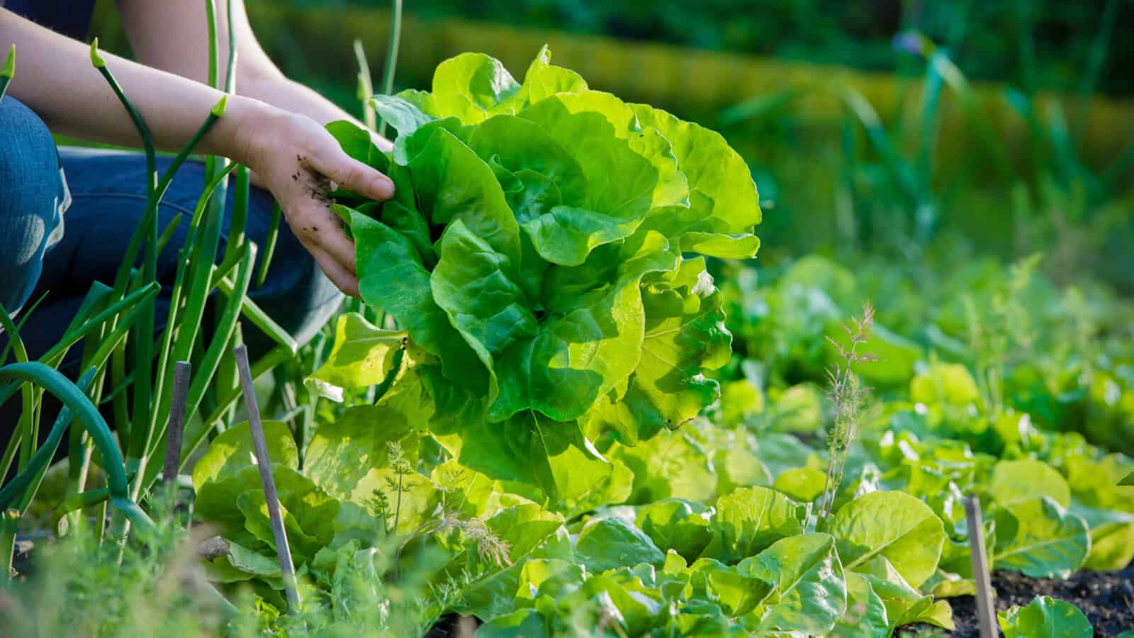 eco swaps for a sustainable life - plant a veggie garden