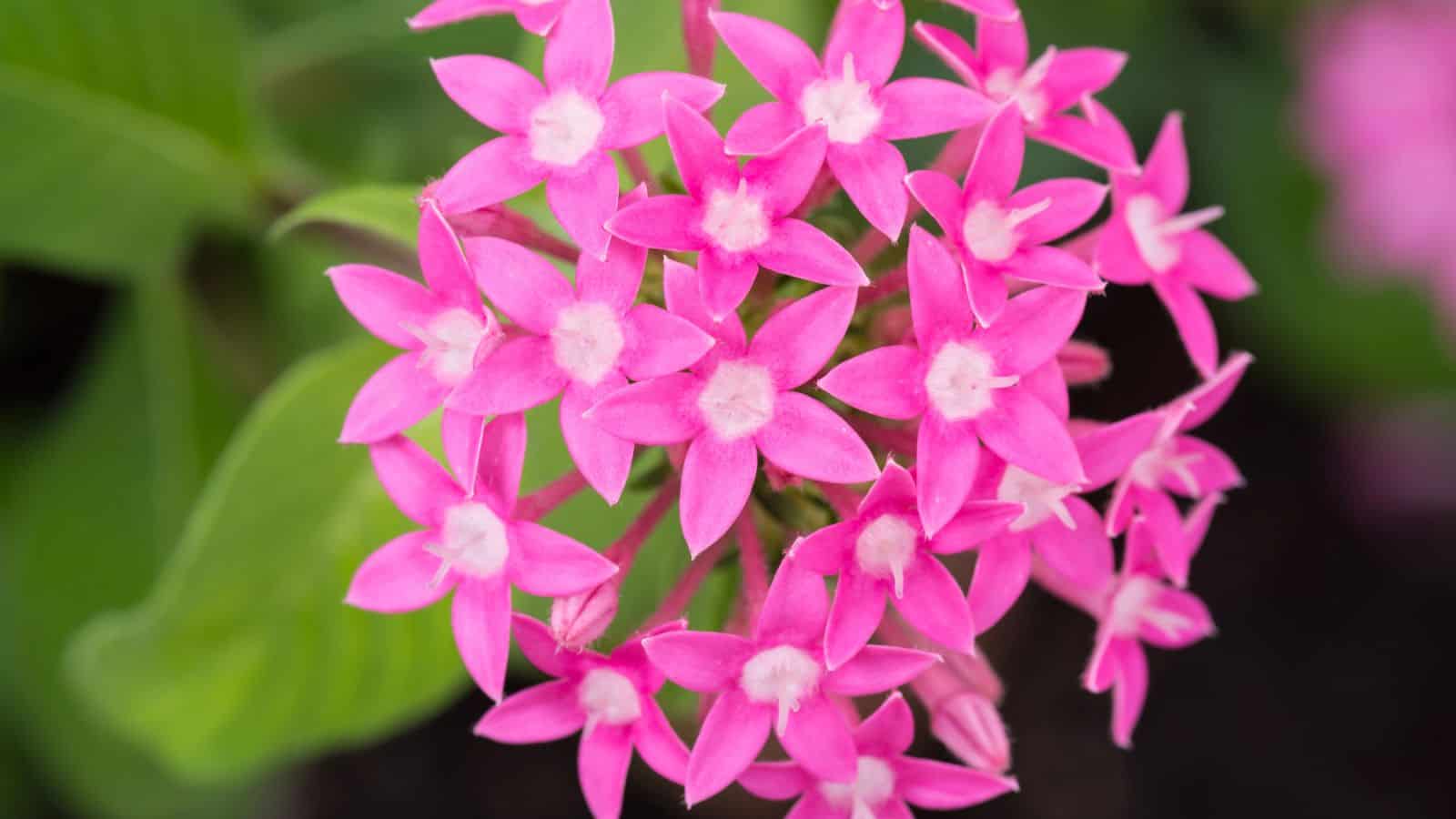 egyptian star flower
