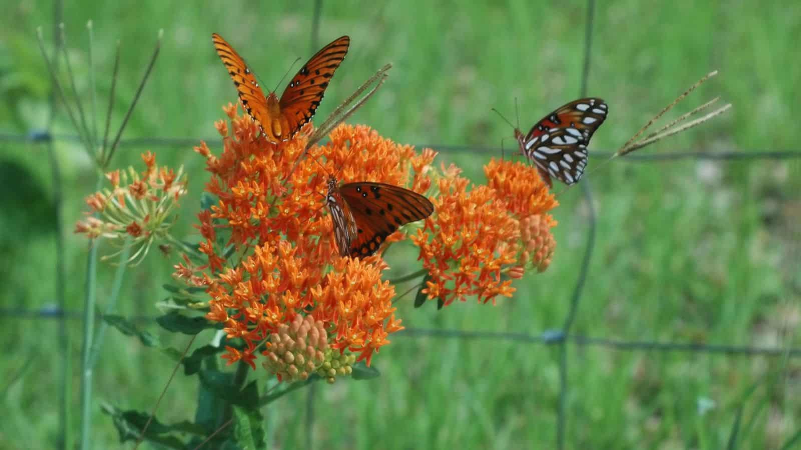 butterfly weed