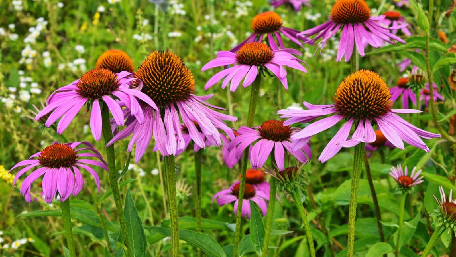 coneflower