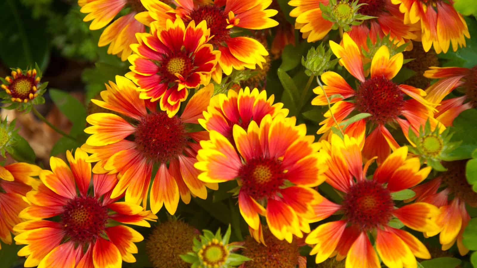 coreopsis
