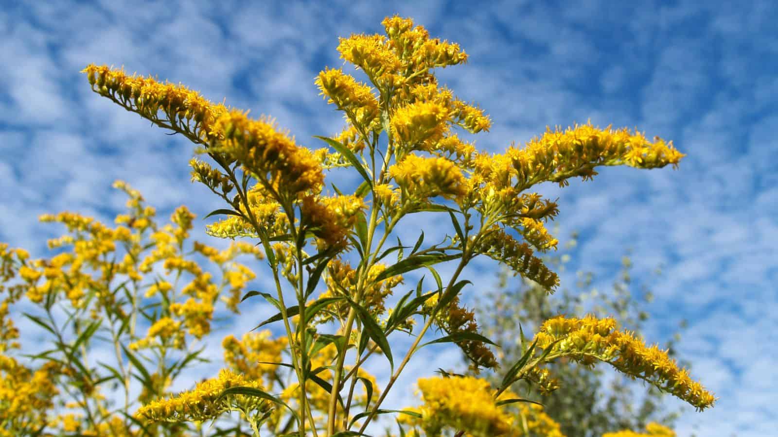 goldenrod - butterfly plants