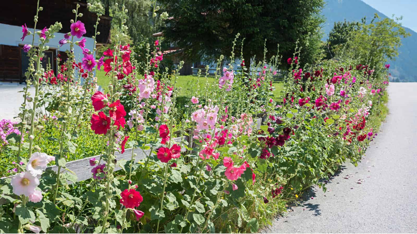 hollyhock