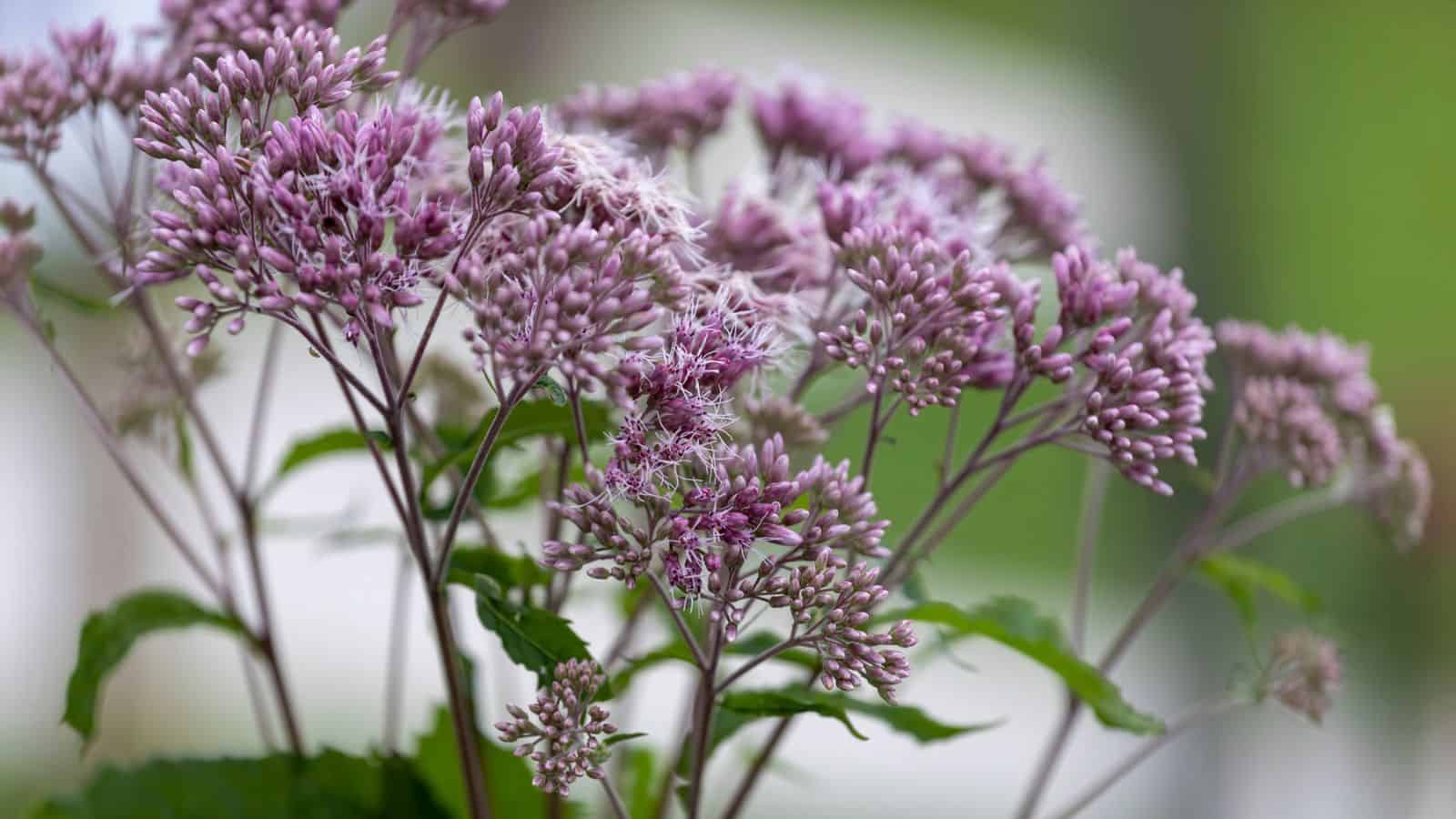 Joe-Pye weed