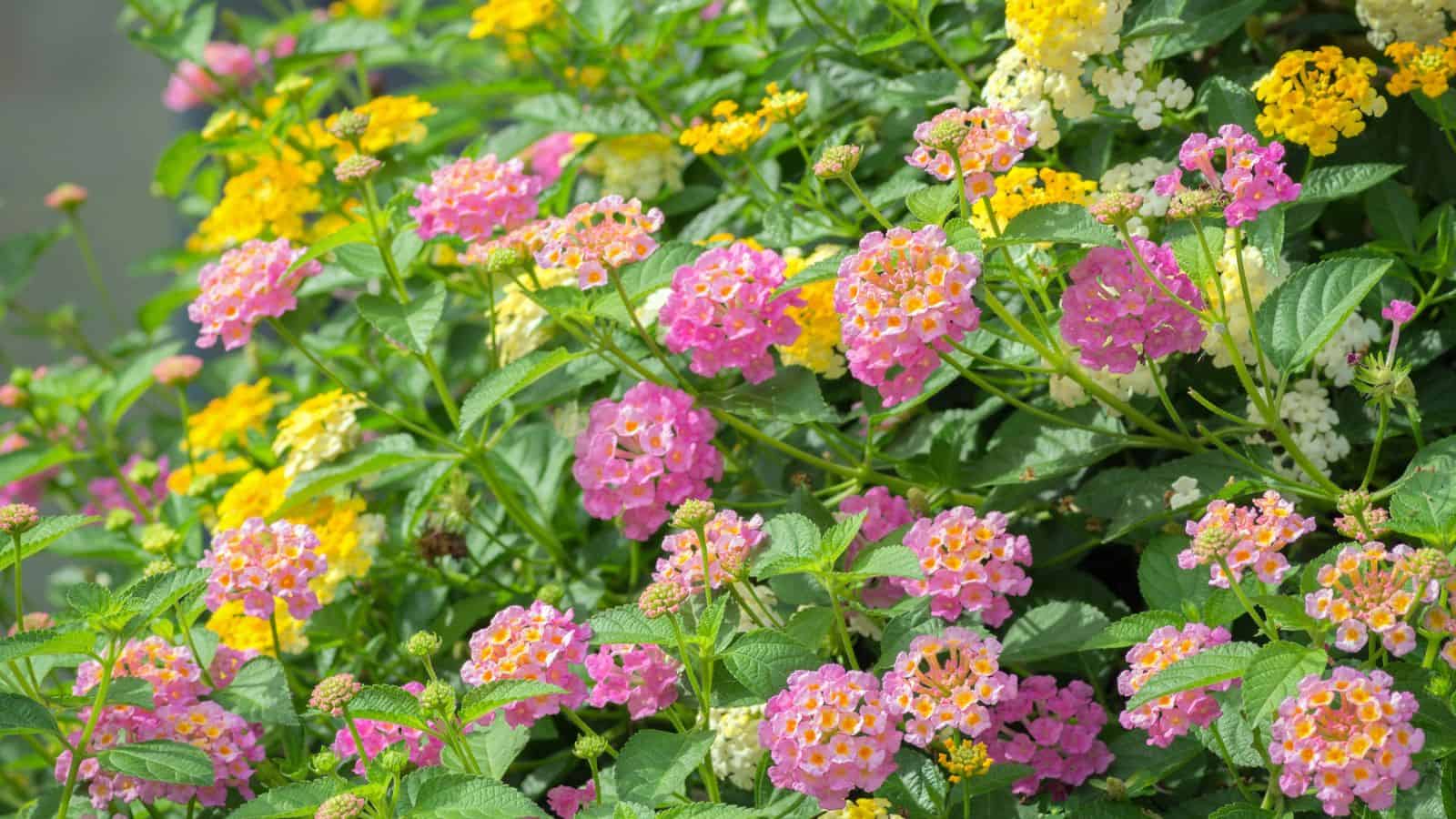 lantana