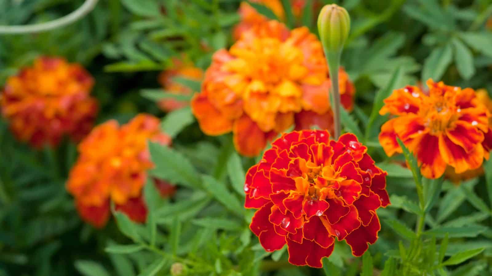 marigold