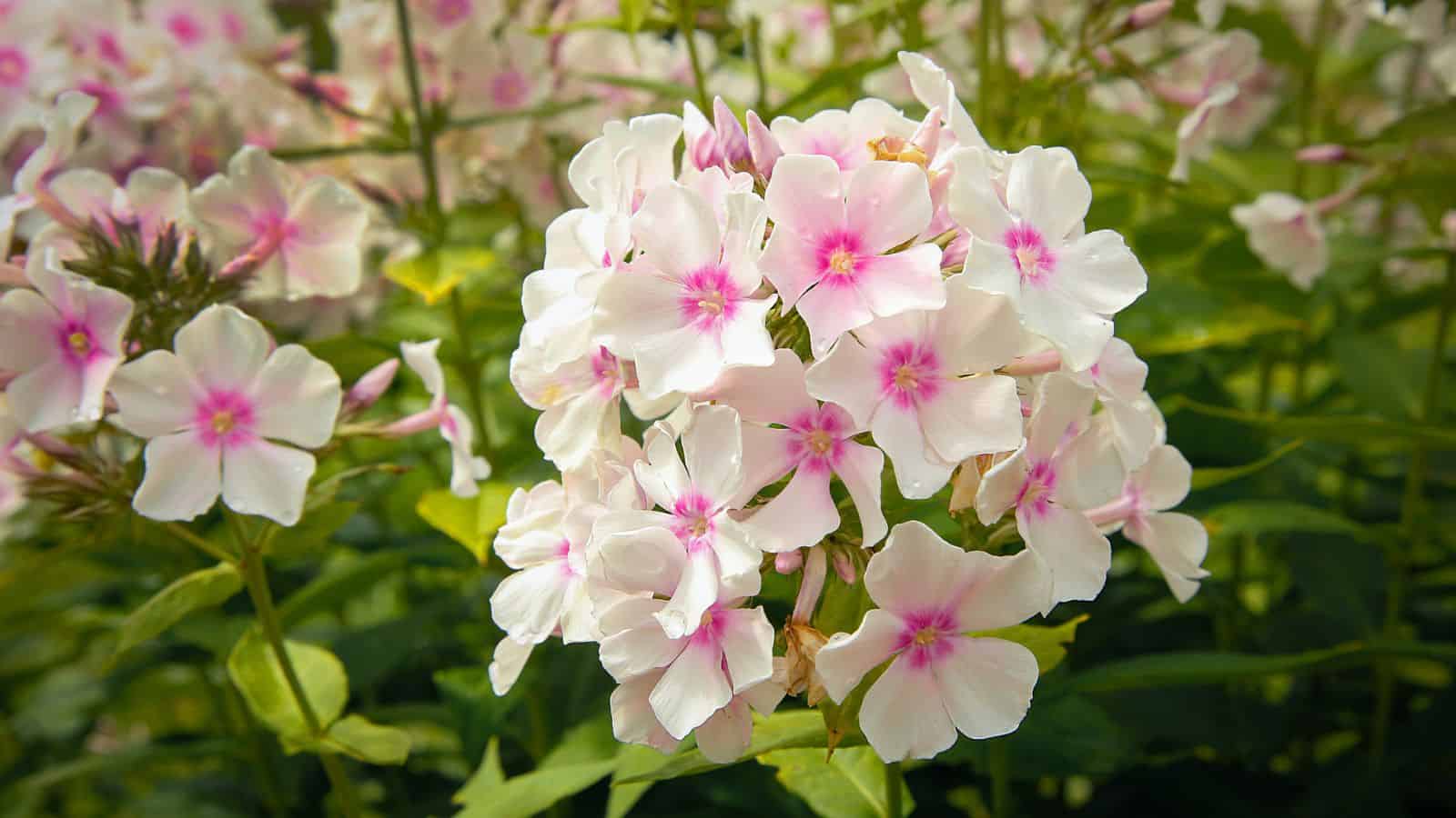 phlox