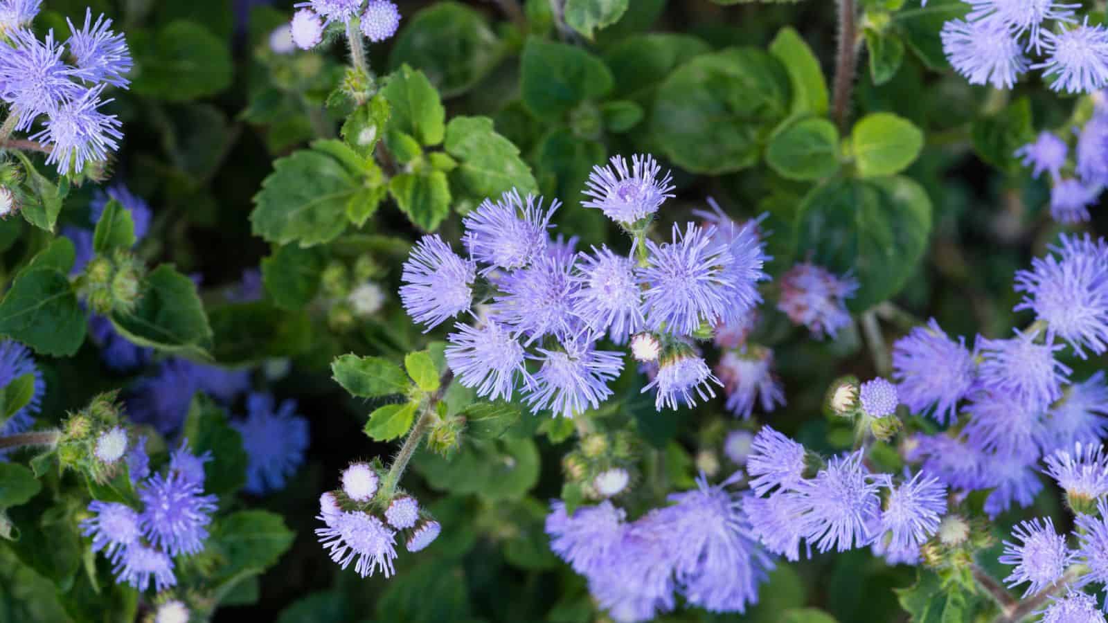 floss flower