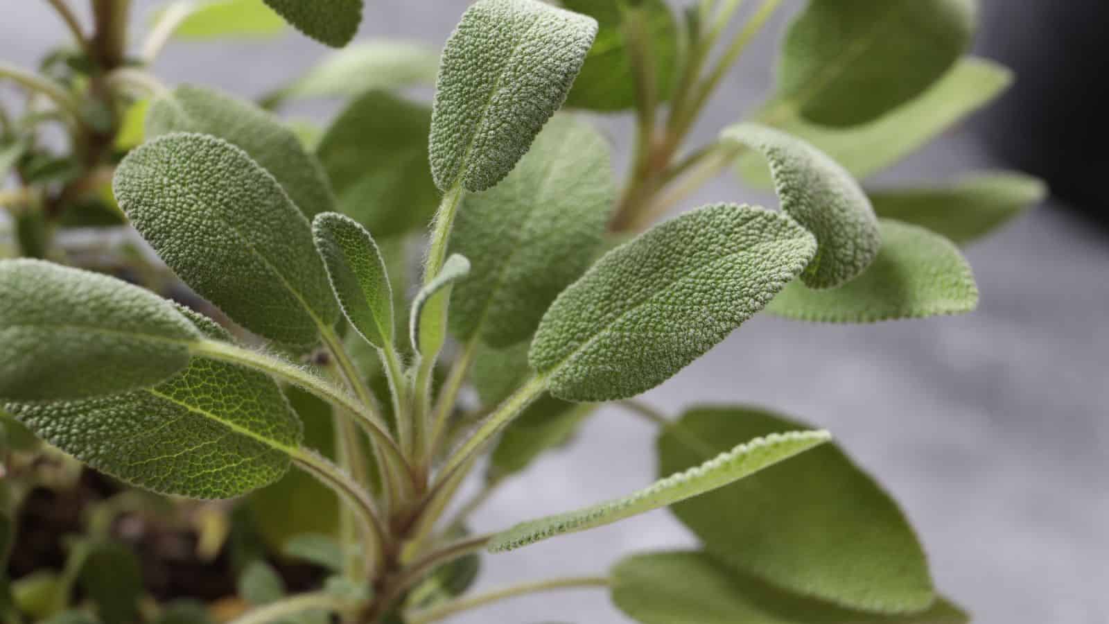 sage