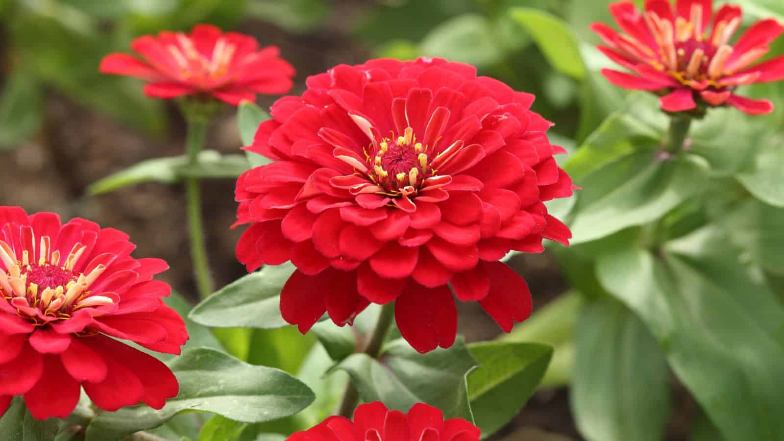zinnias