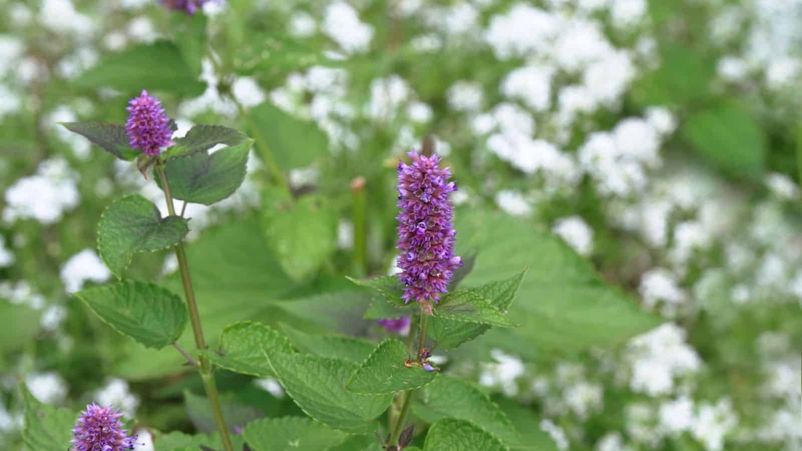 Anise Hyssop - butterfly plants