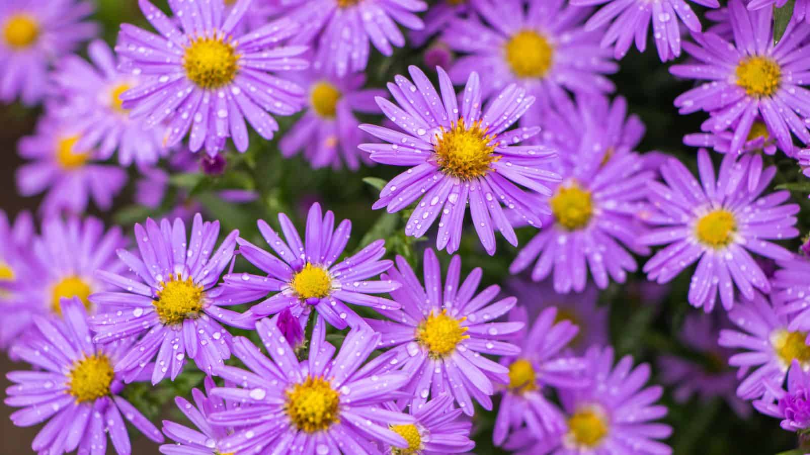 Aster - - butterfly plants