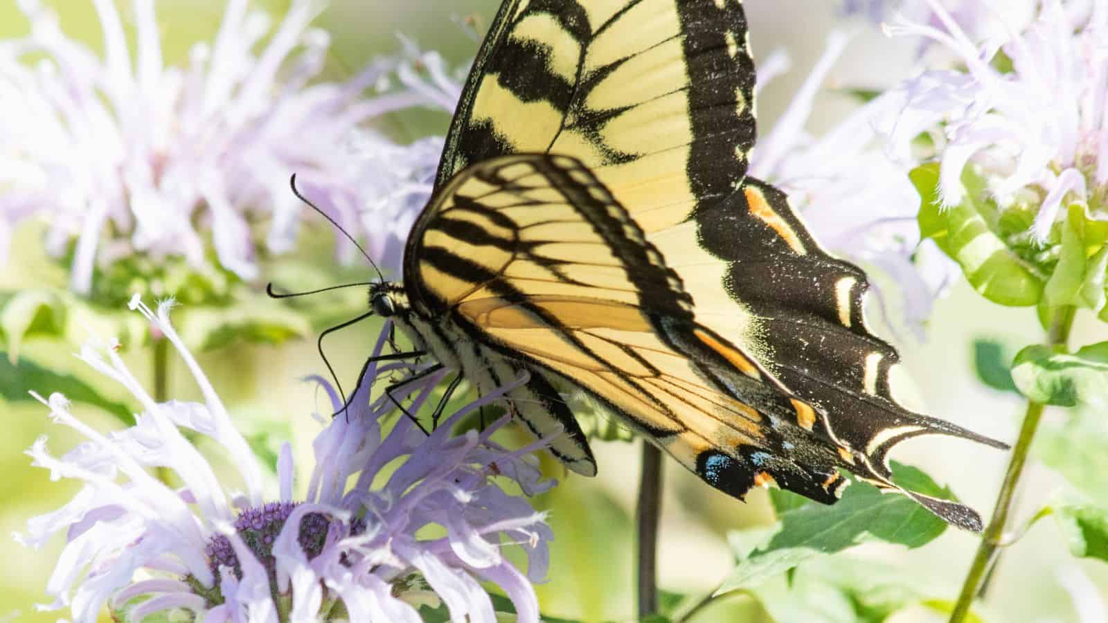 Bee Balm - butterfly plants