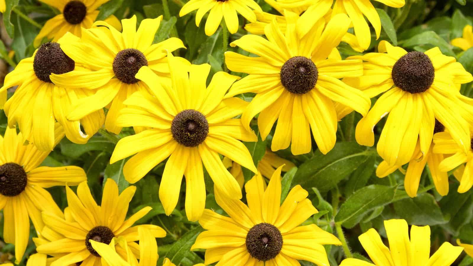 black eyed susan - butterfly plants
