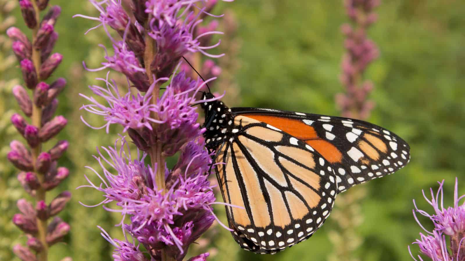 blazing star