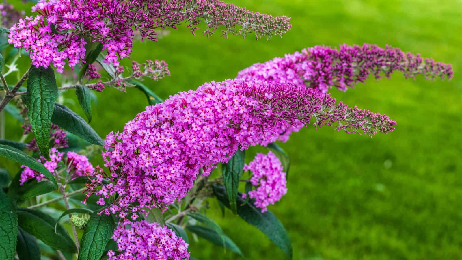 butterfly bush