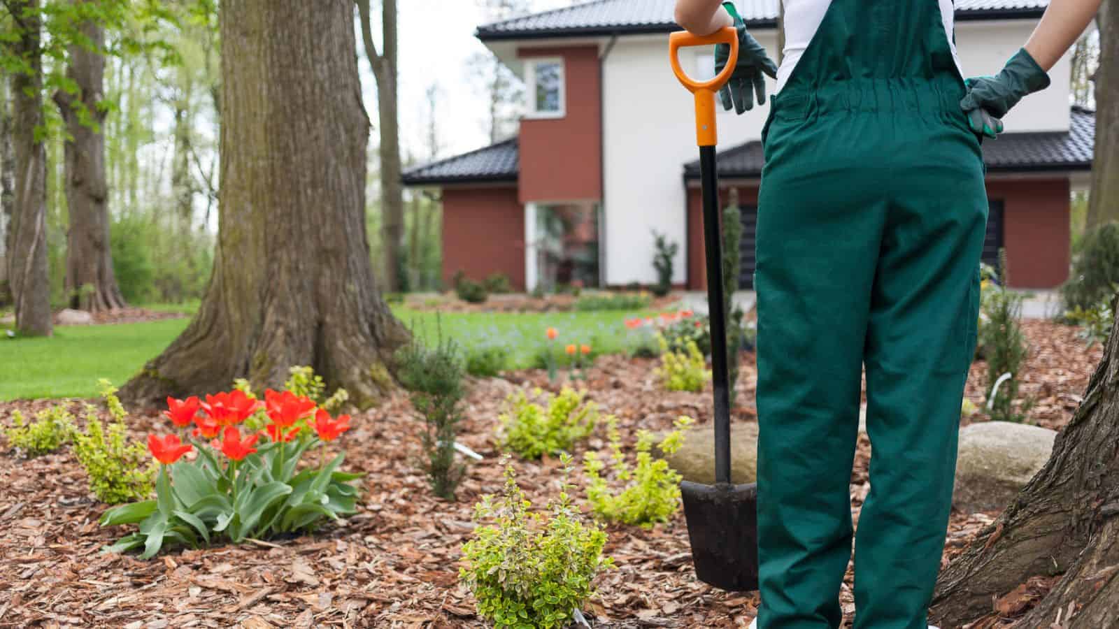landscaping front yard