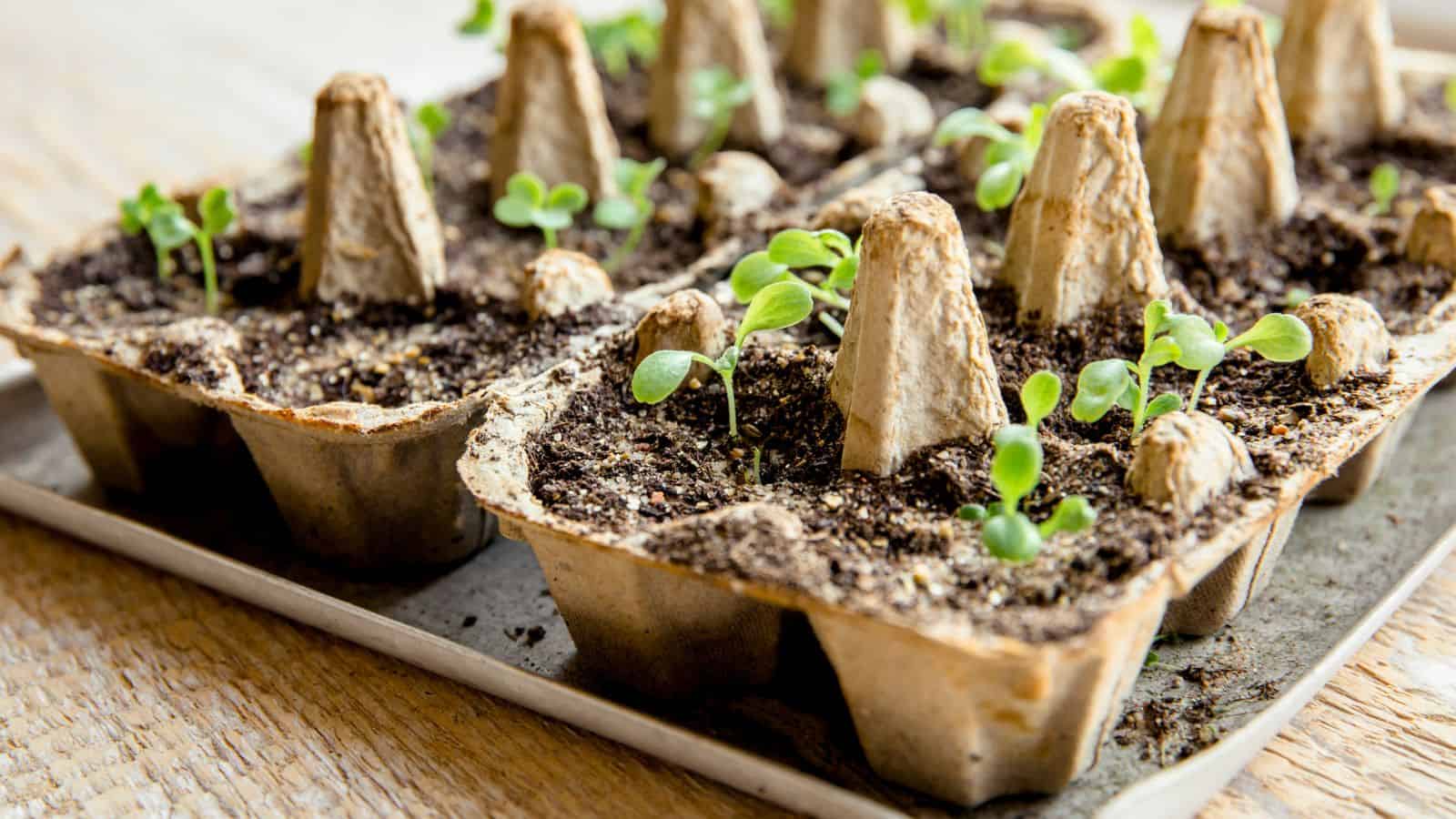 egg seedling tray as a natural fertilizer