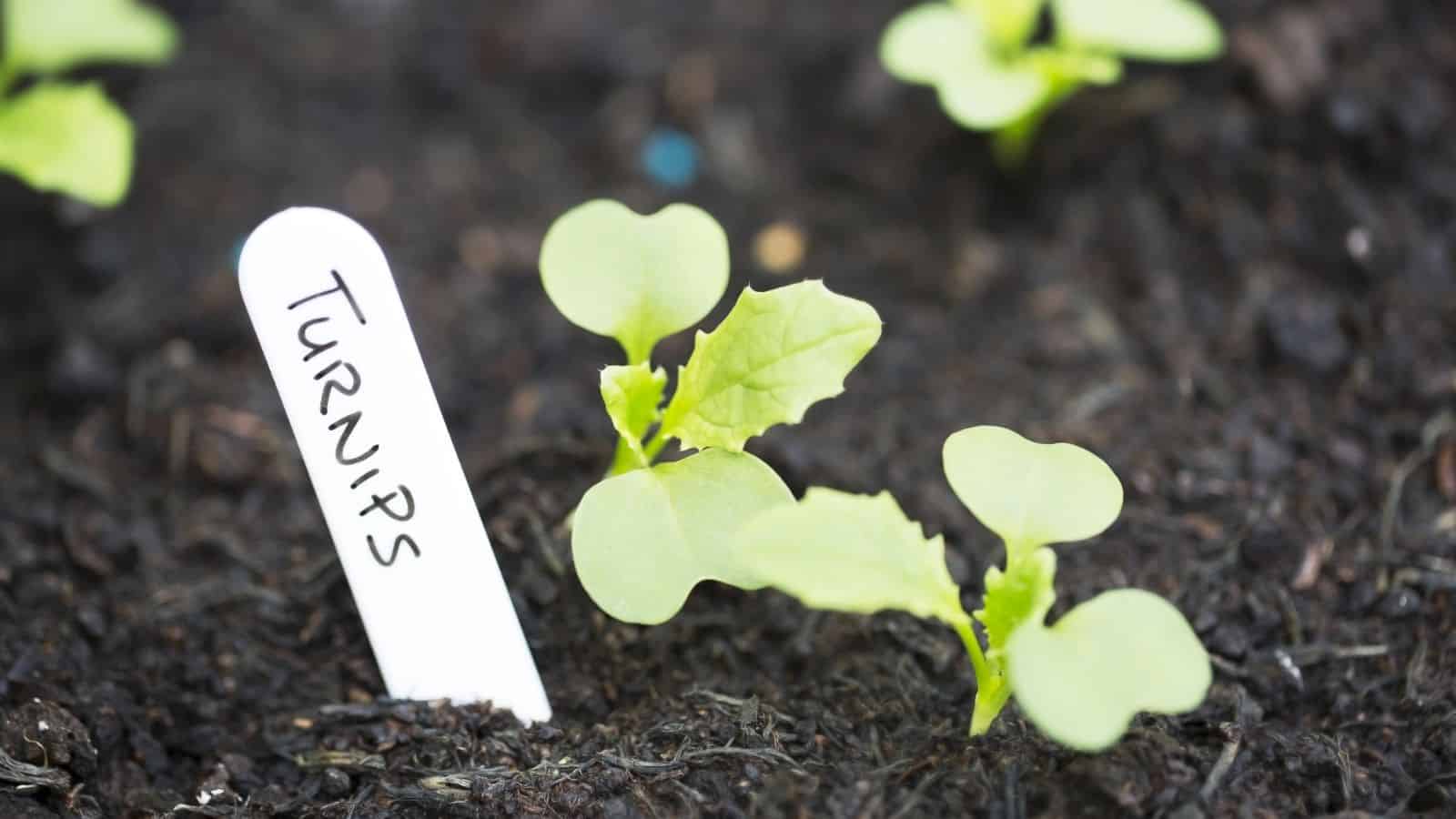 popsicle stick to label plants