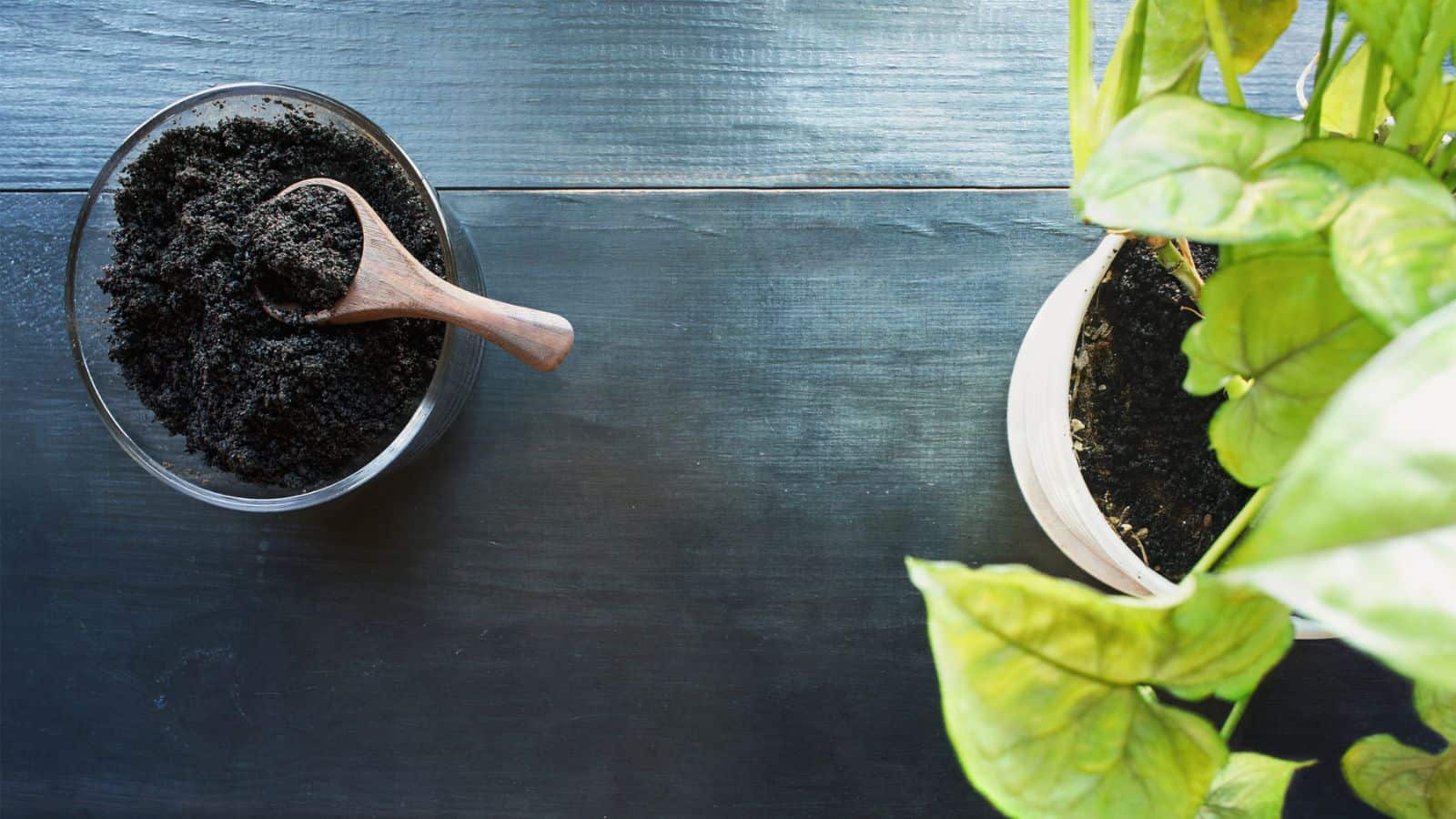 coffee grounds as a natural fertilizer