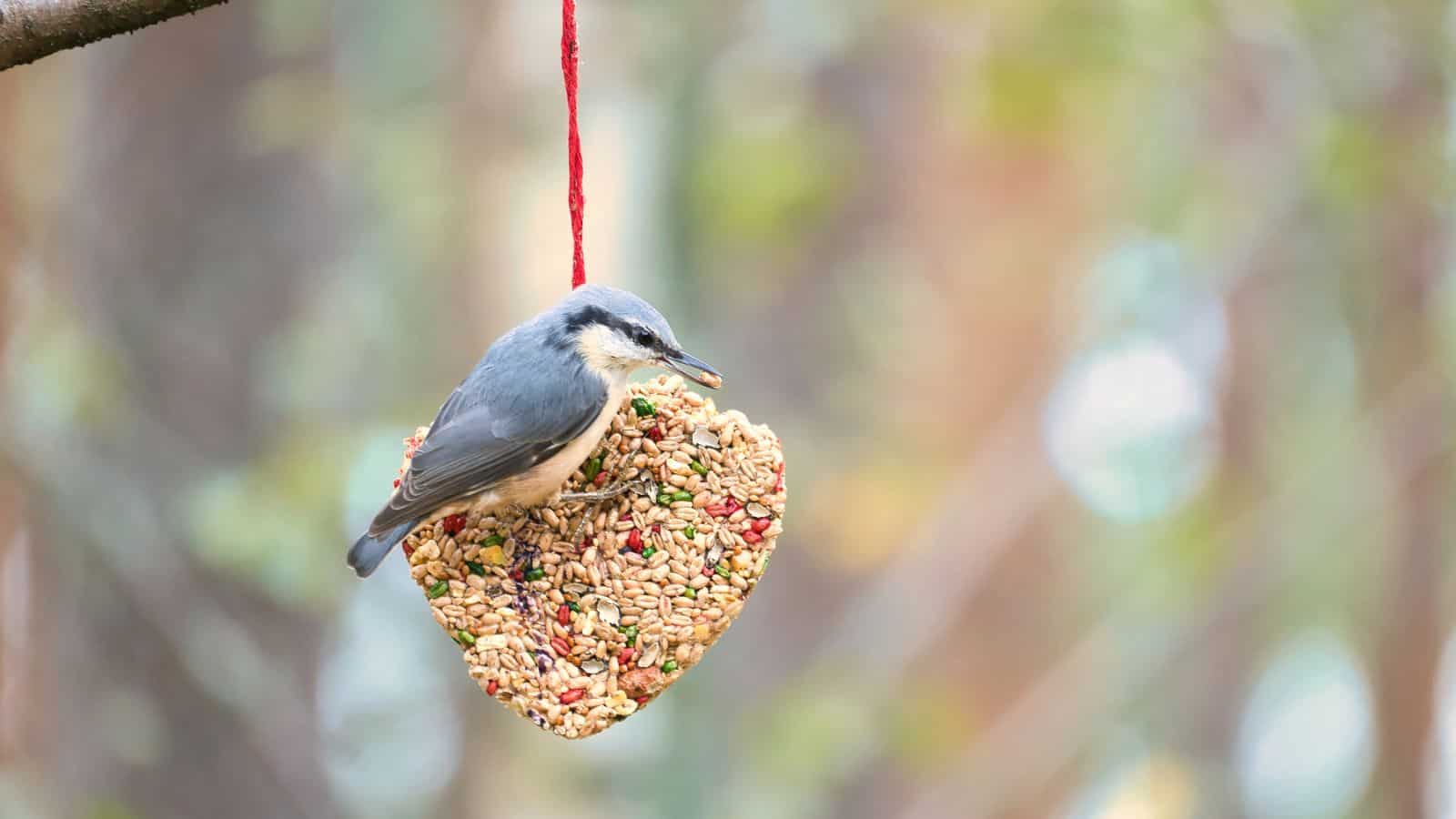 Bird Feeder heart