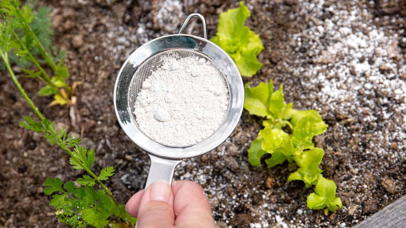 diatomaceous earth as a natural fertilizer