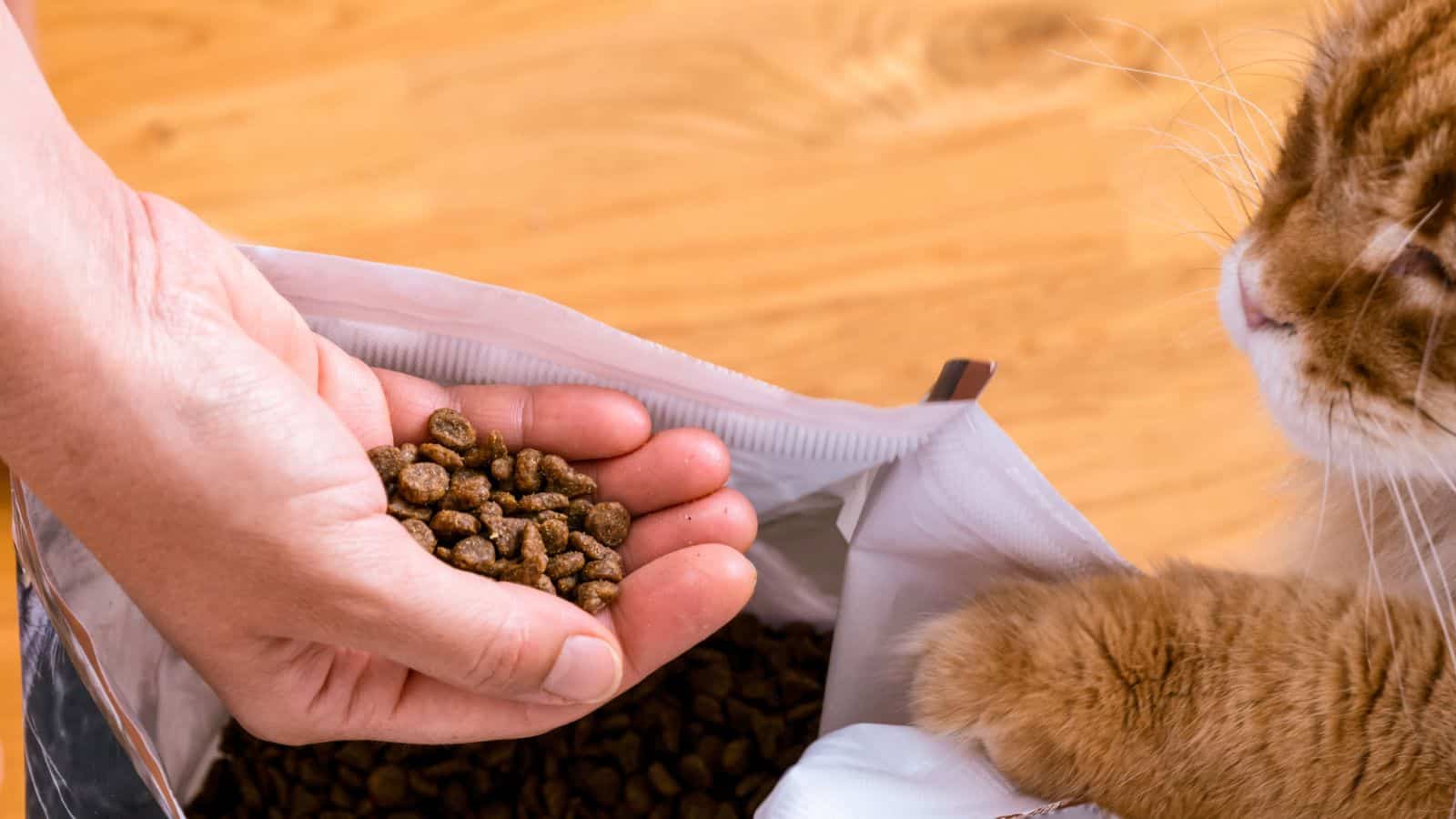 Woman hand and ginger cat takes cat food