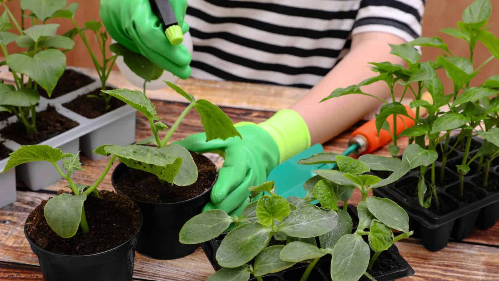 Woman wearing gardening gloves spraying seedling in pot at wooden table