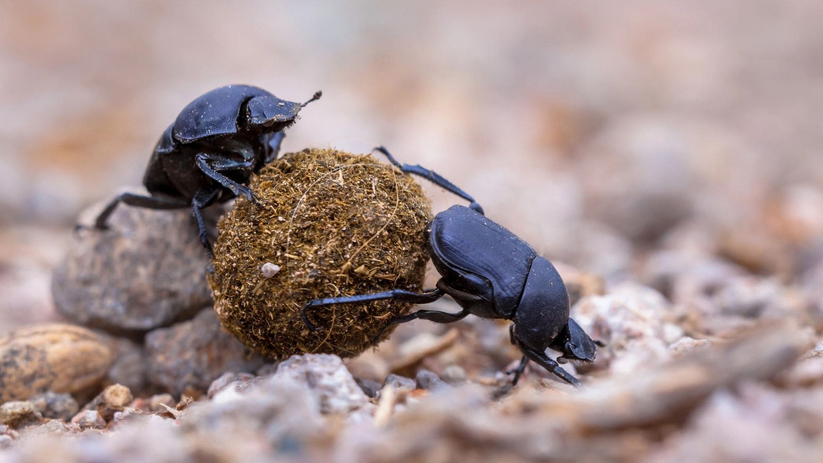 Dung beetles