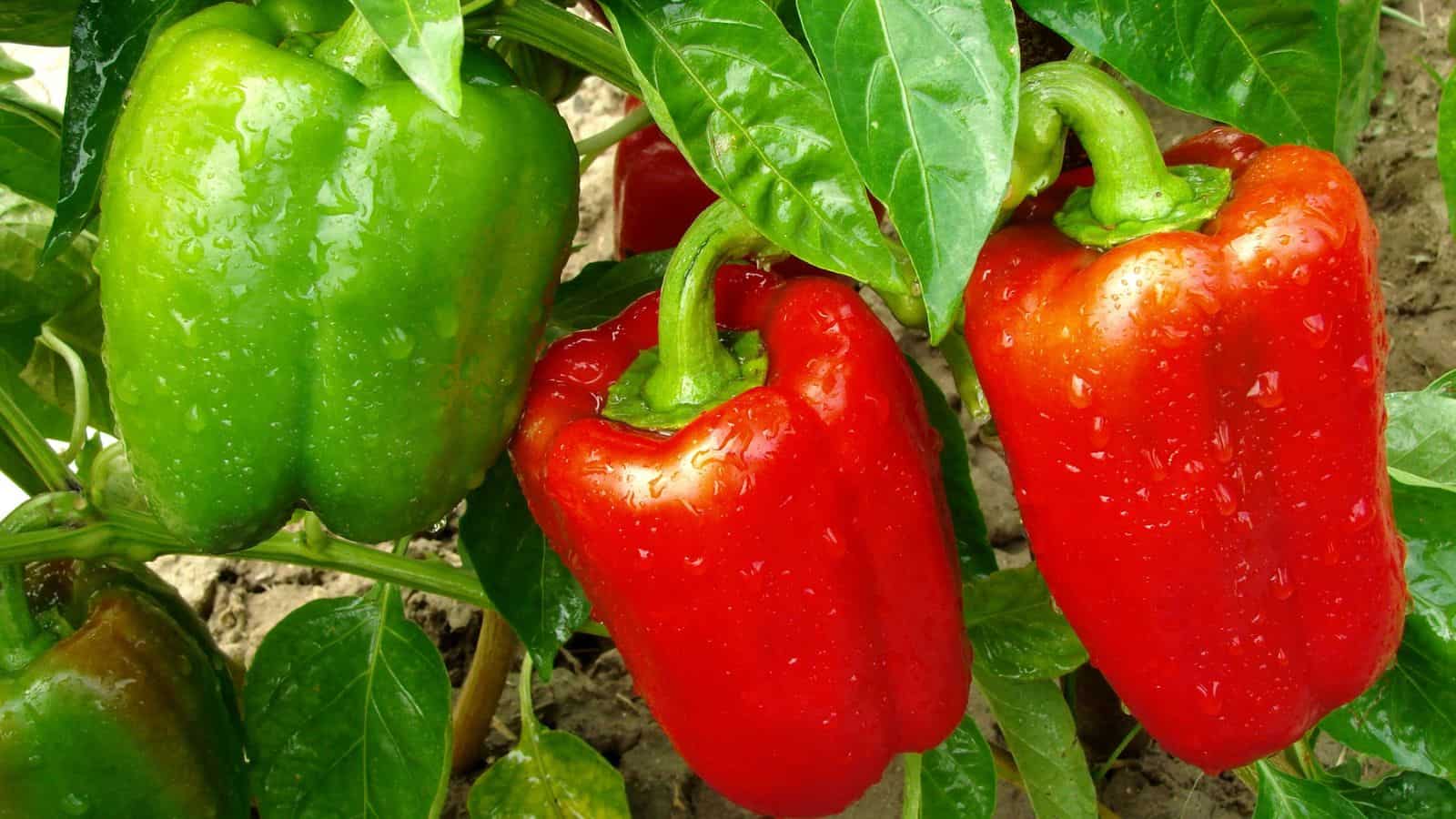 chilli pepper plant