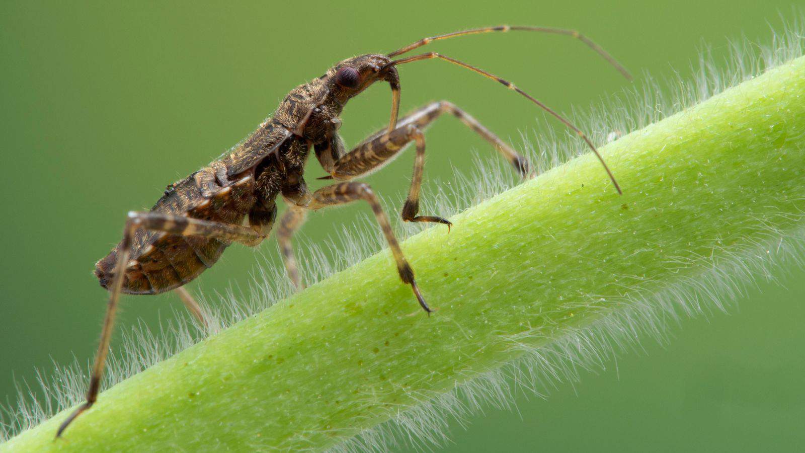 damsel bugs