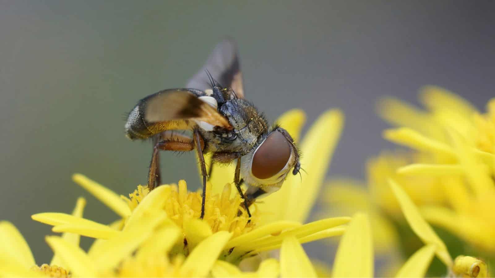 tachinid fly