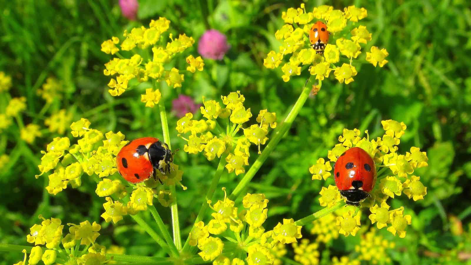 ladybugs good for the garden, beneficial insects
