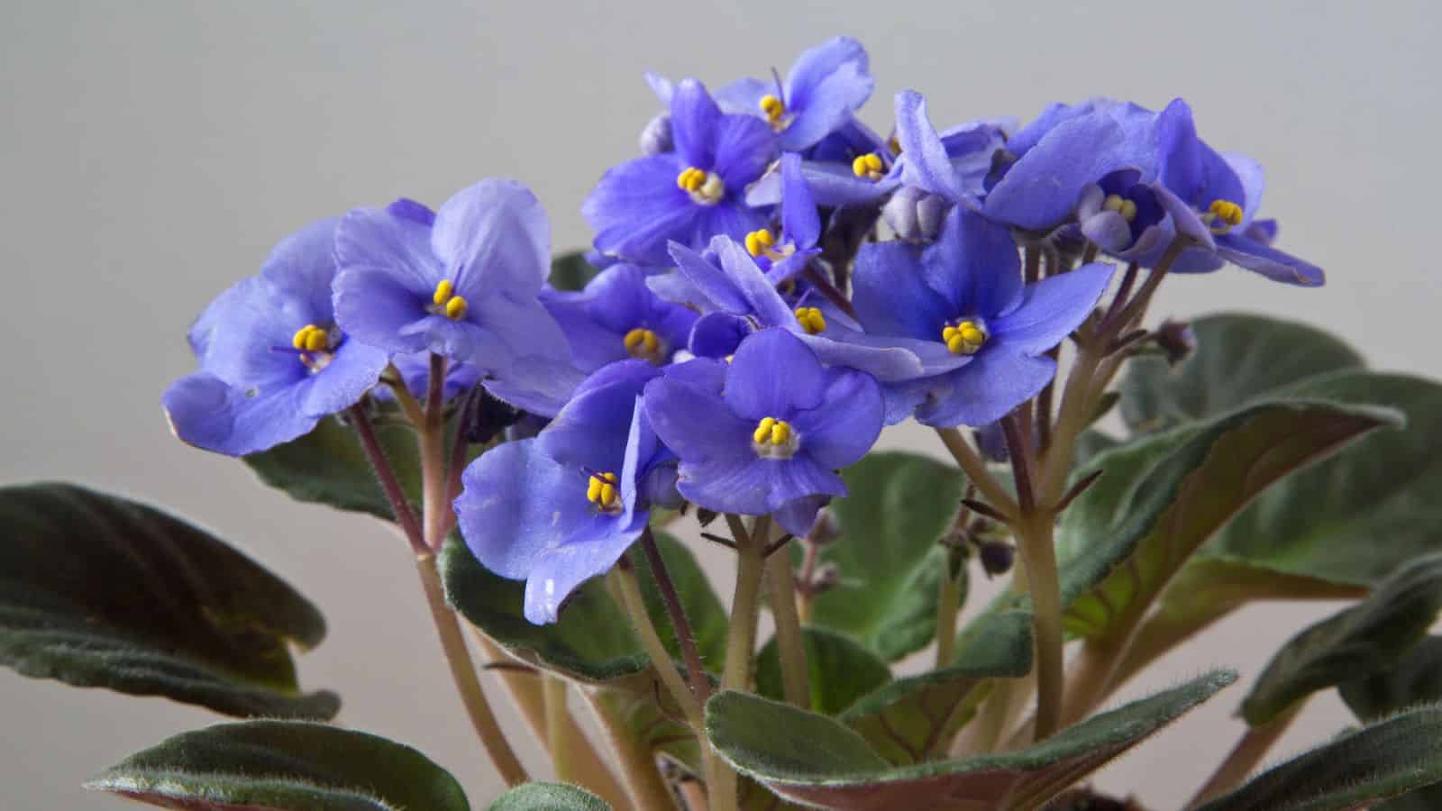 violets