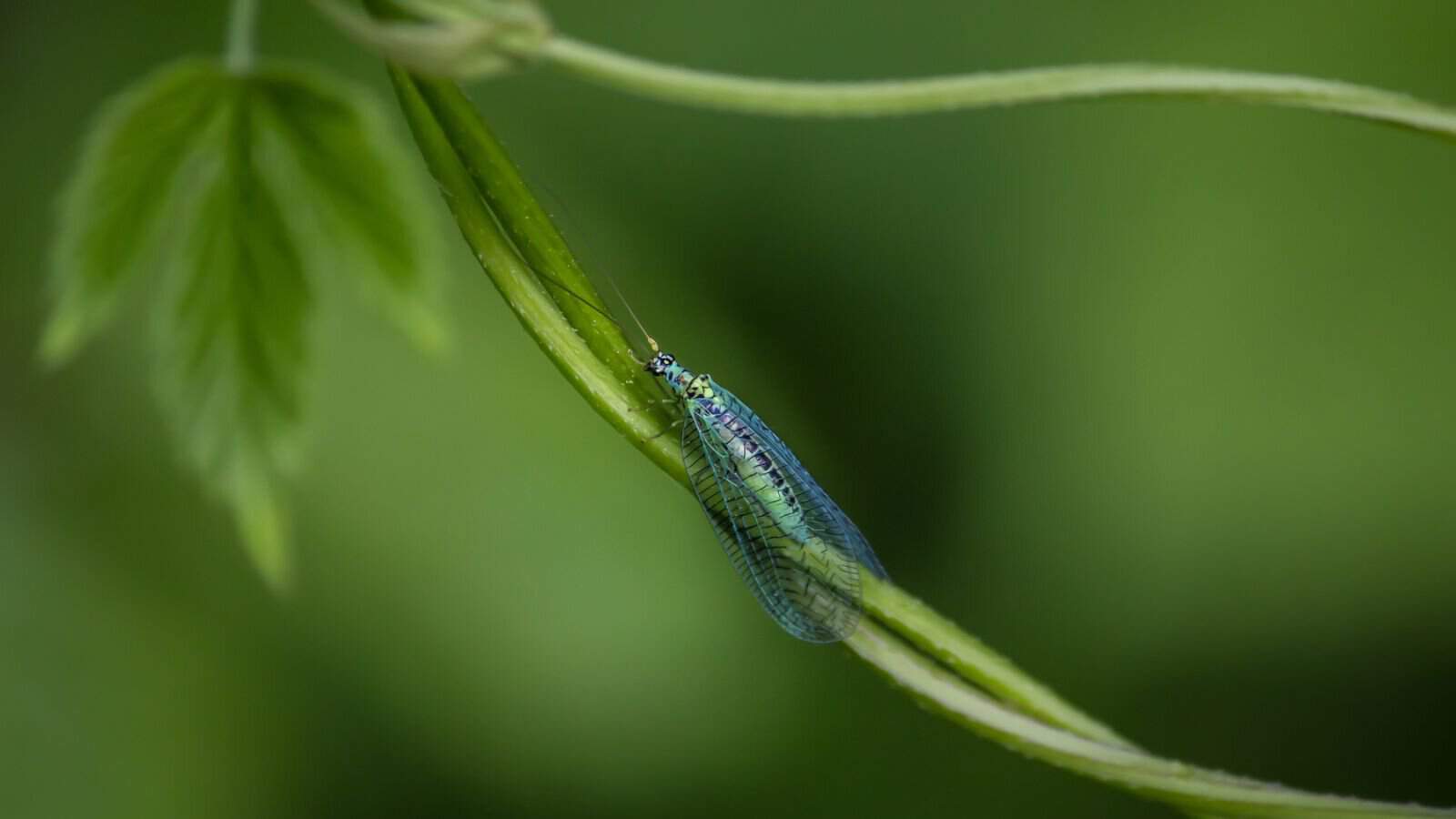 lacewings are beneficial insects