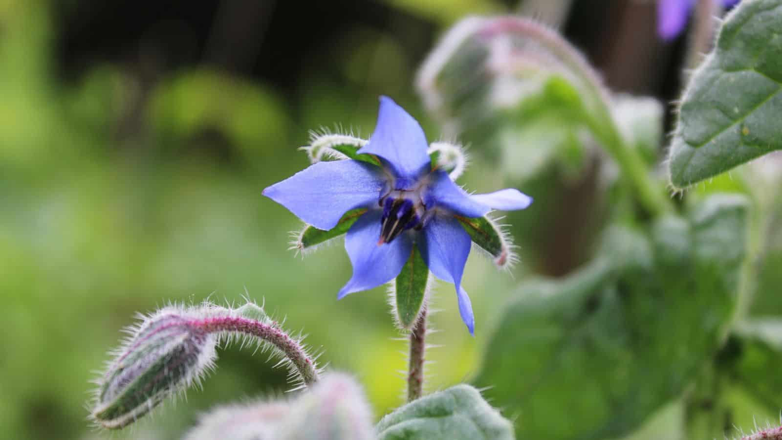 Borage flower