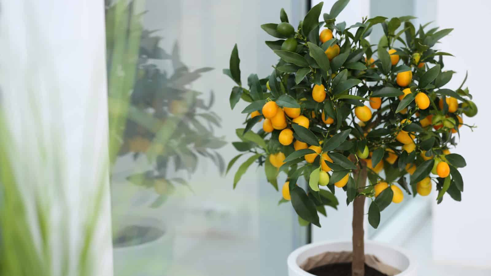 dwarf orange tree for edible garden