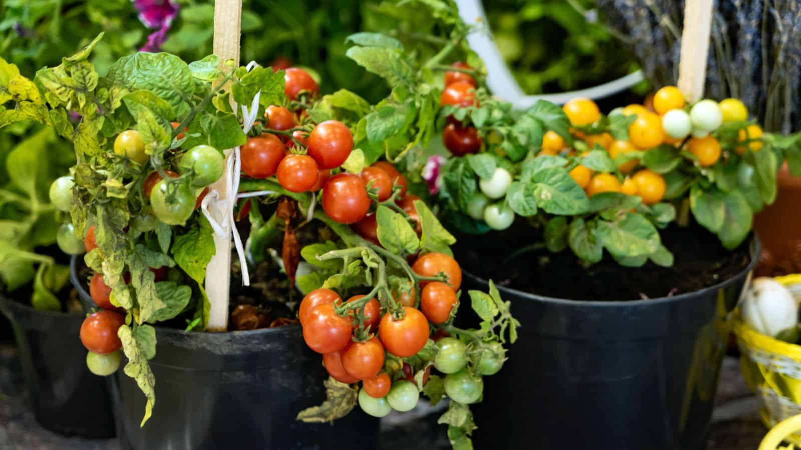 tomato plants