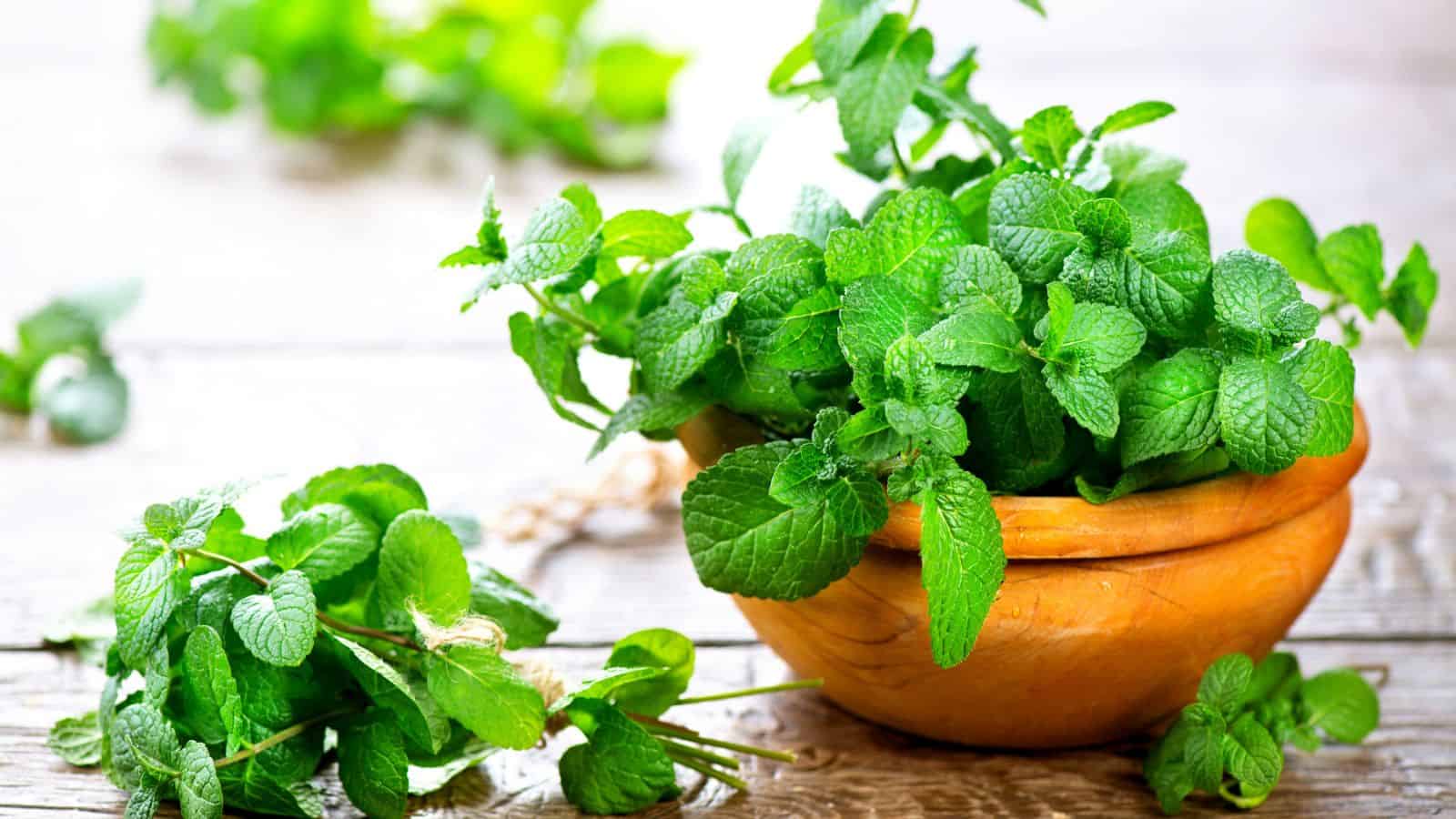 peppermint grown in a pot