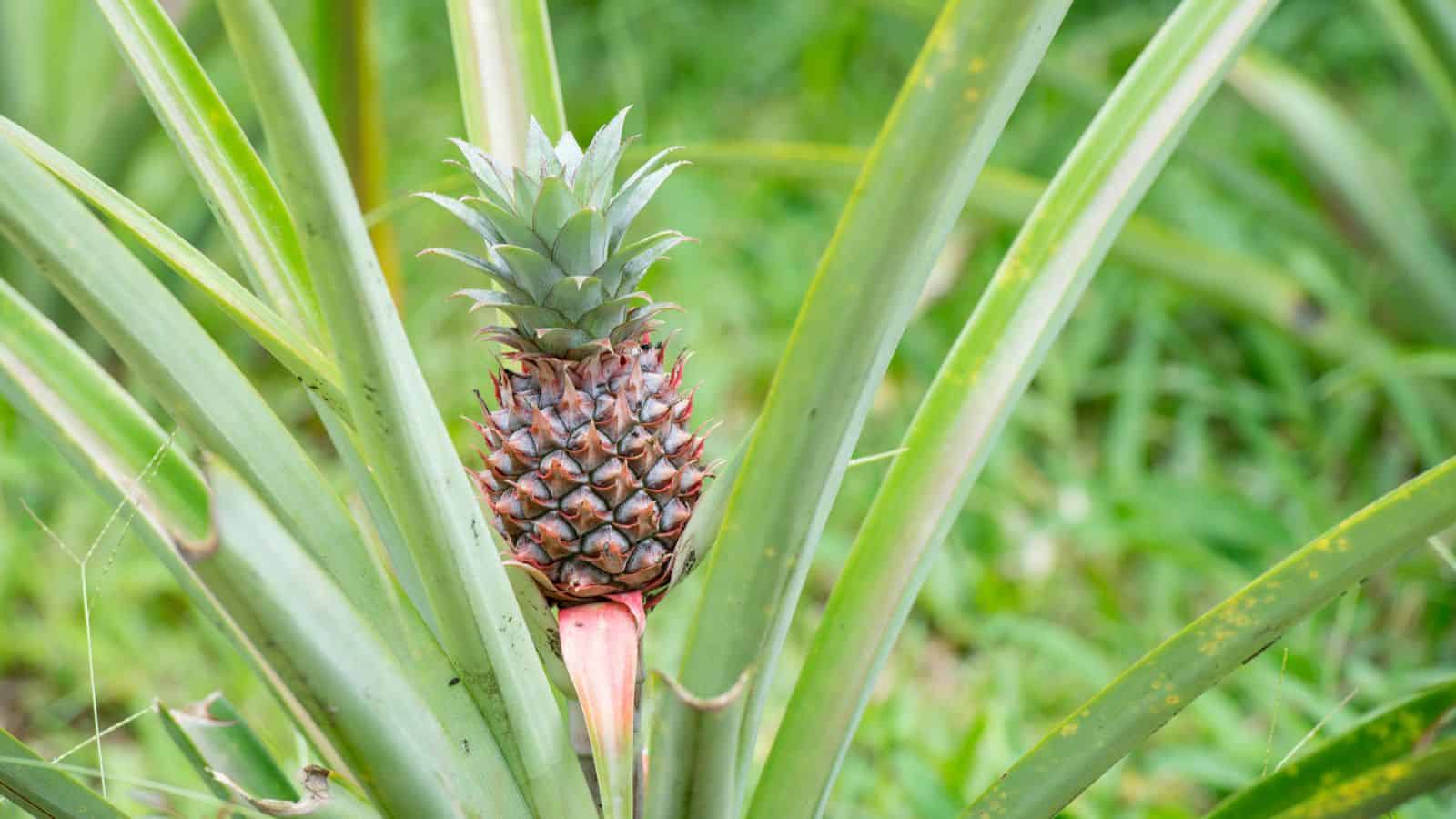pineapple plant edible and ornamental plant