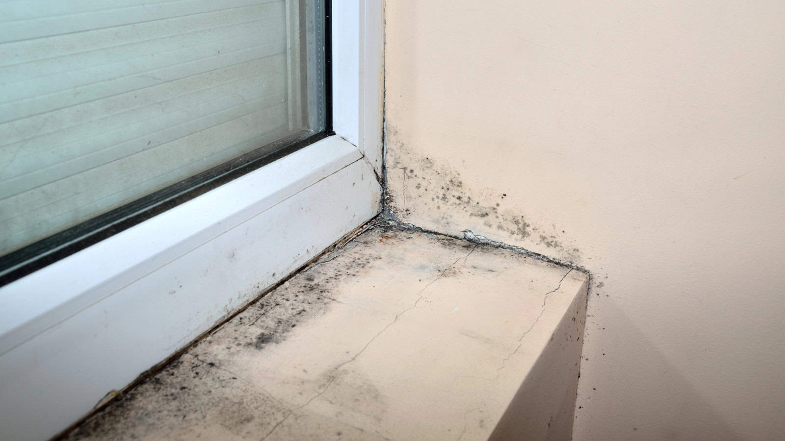 get rid of mold