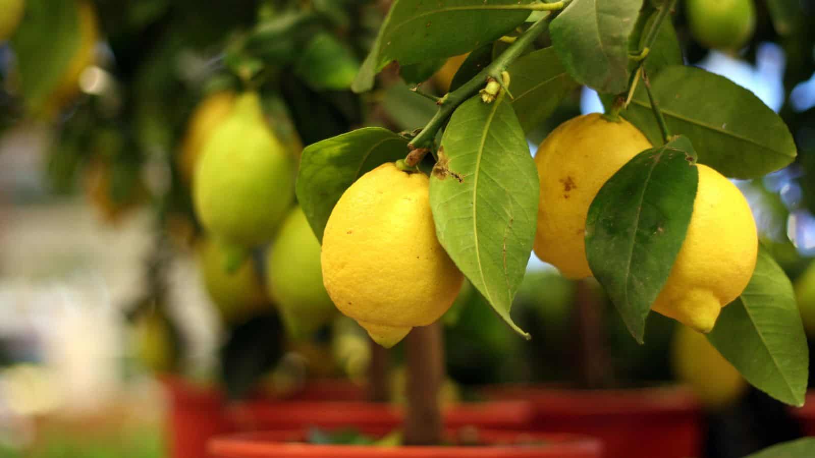 Lemon tree for edible garden