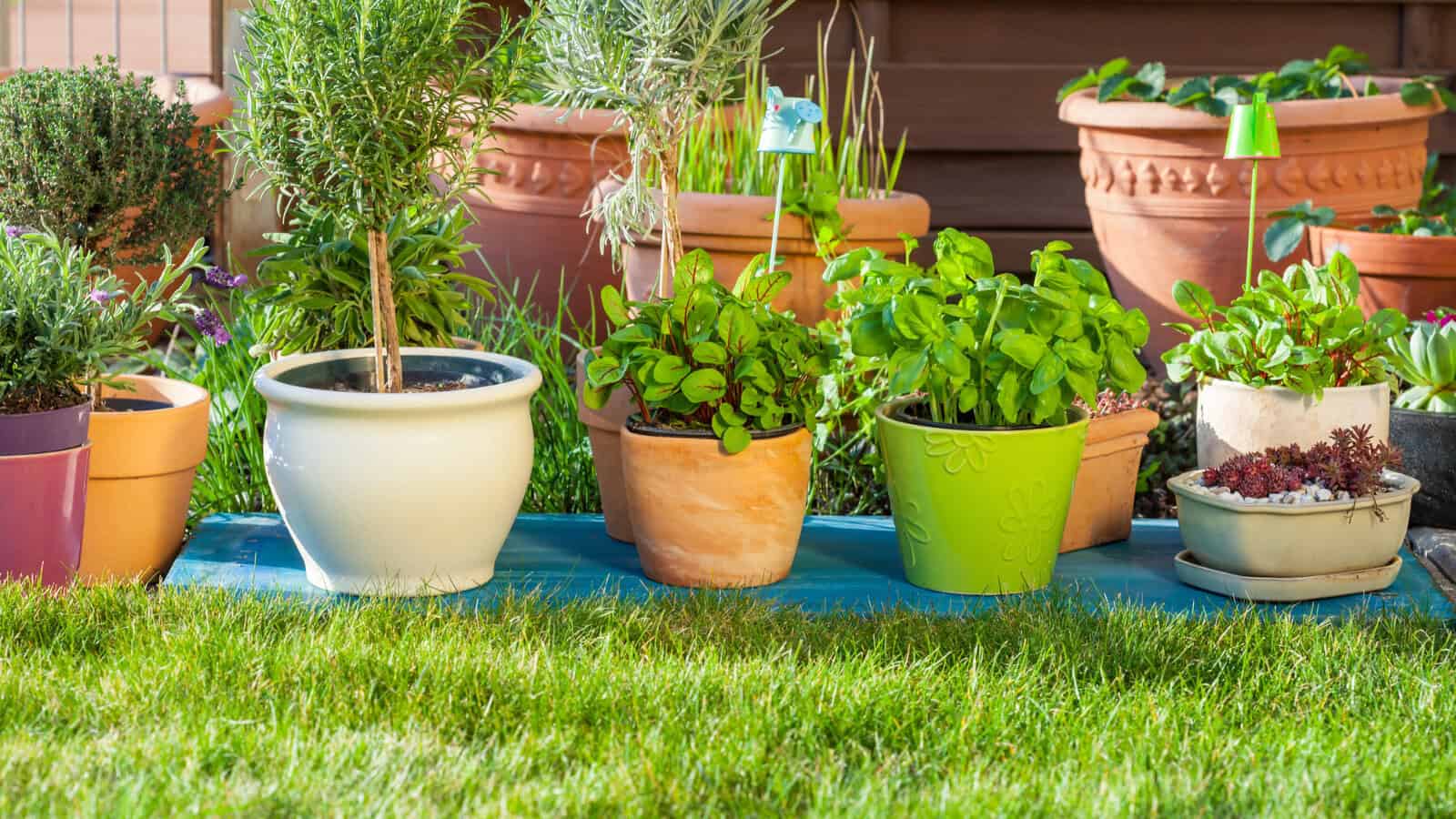 flower pots