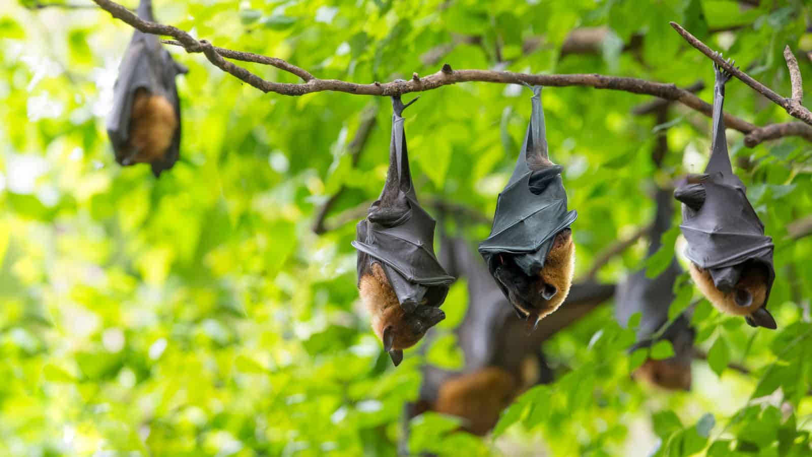 bats