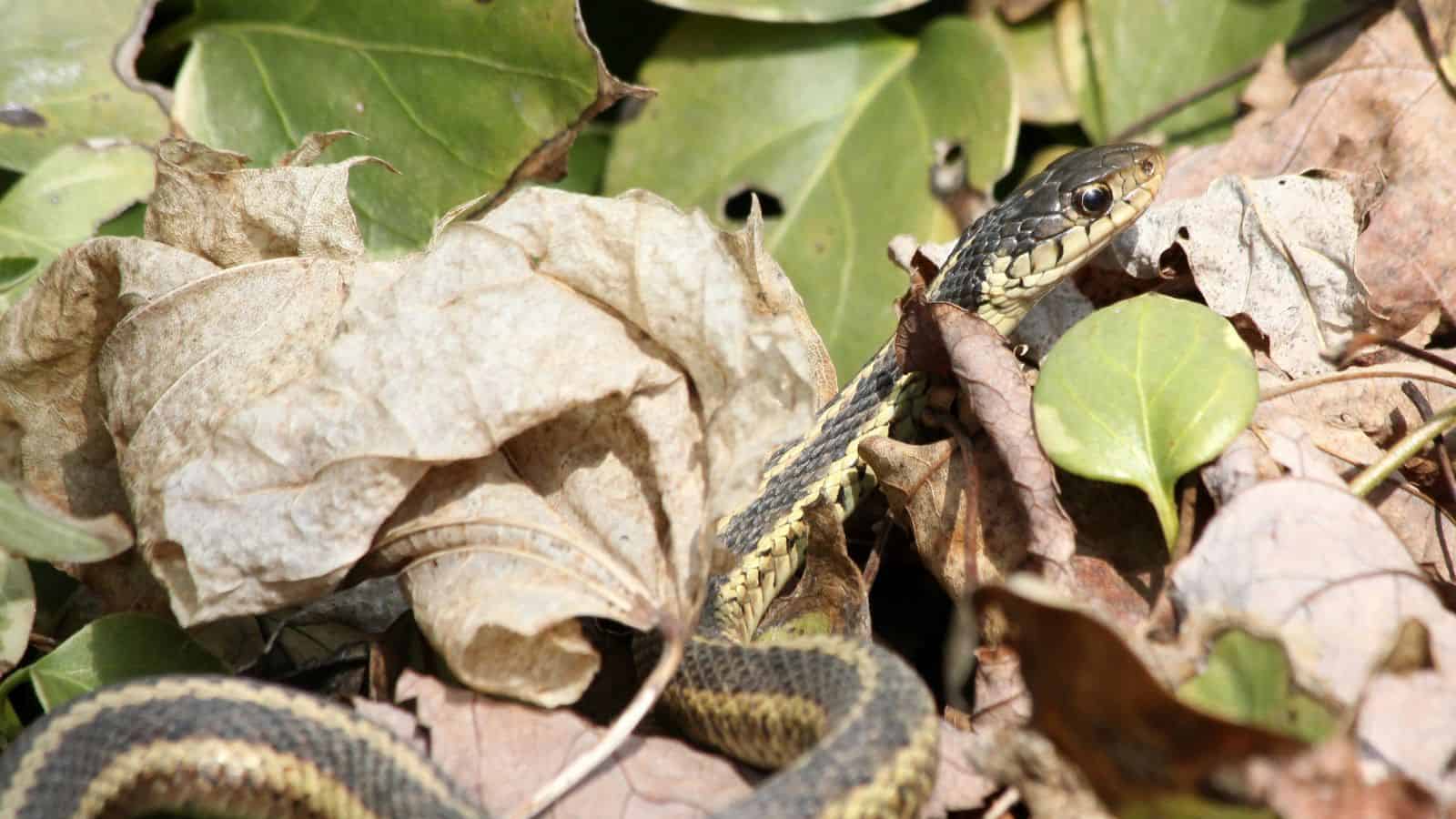 garter snake
