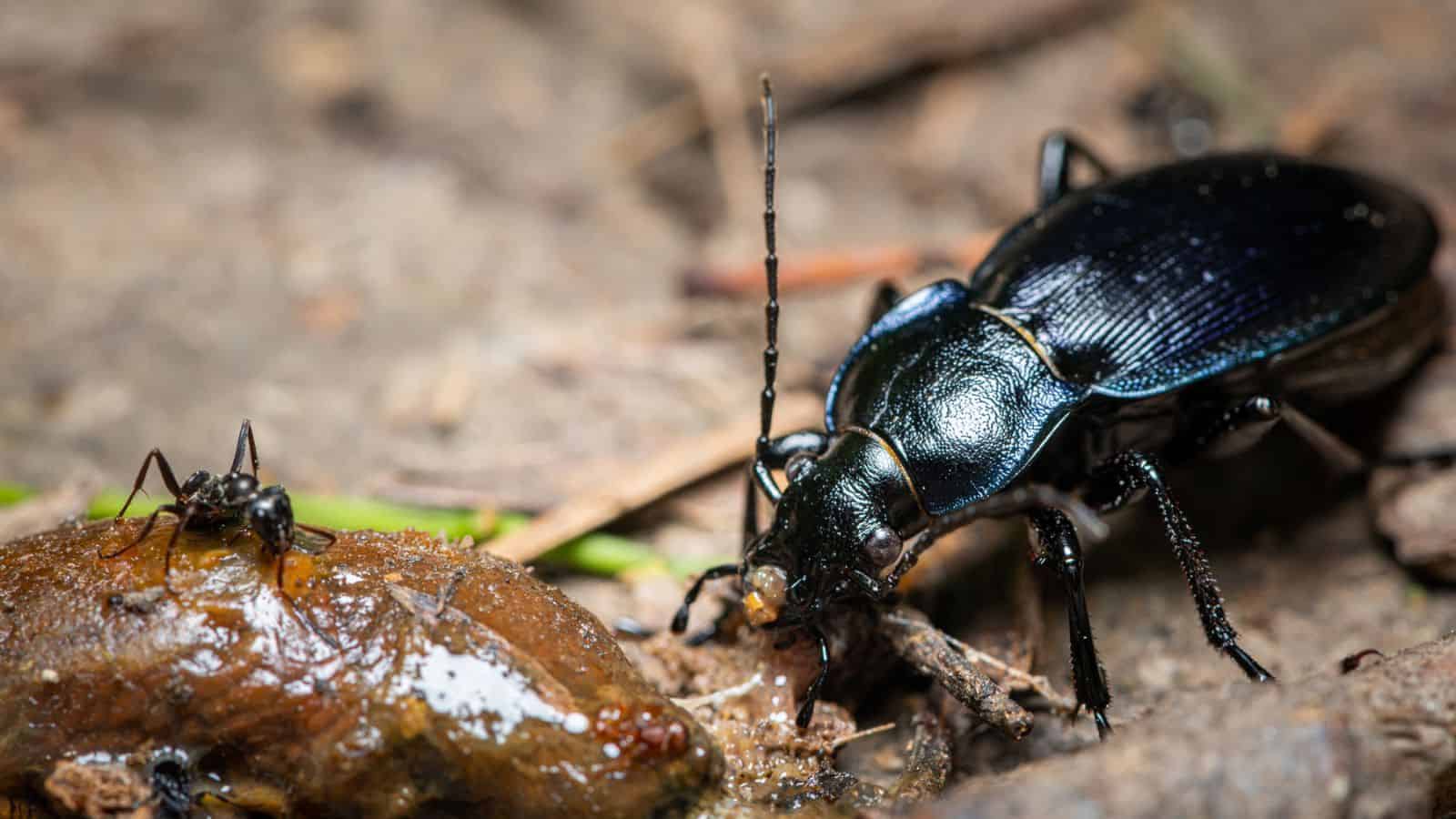 ground beetle are beneficial insects