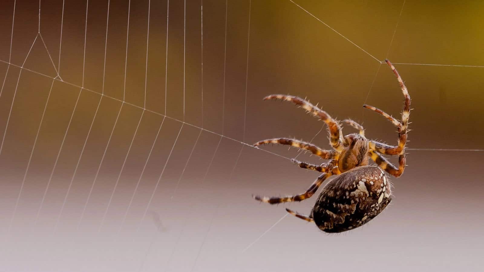 spider on web