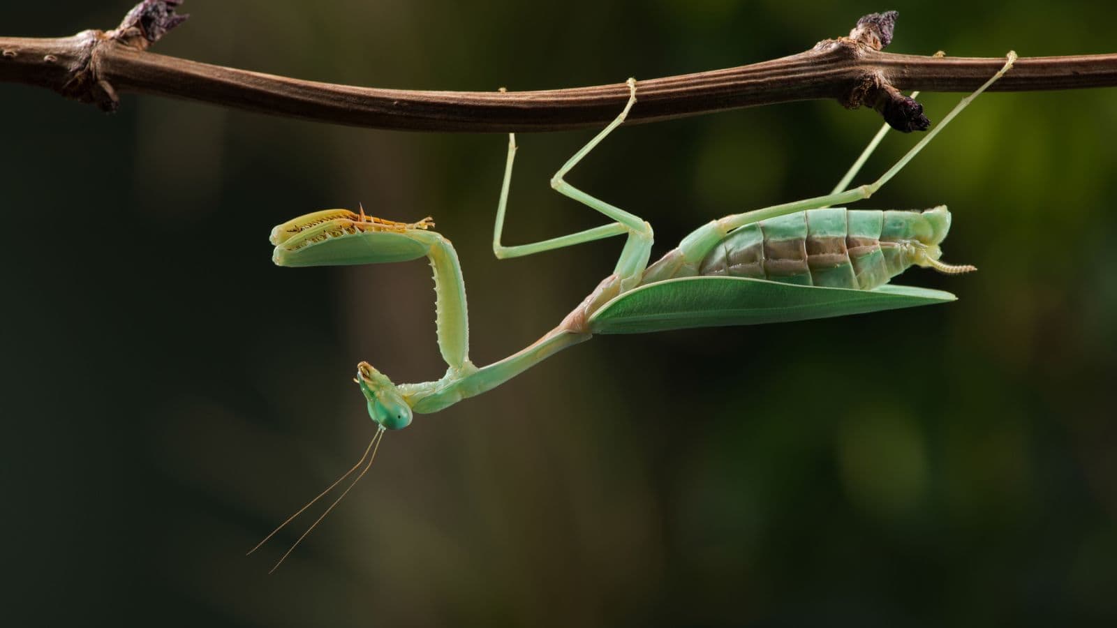 praying mantis are beneficial insects