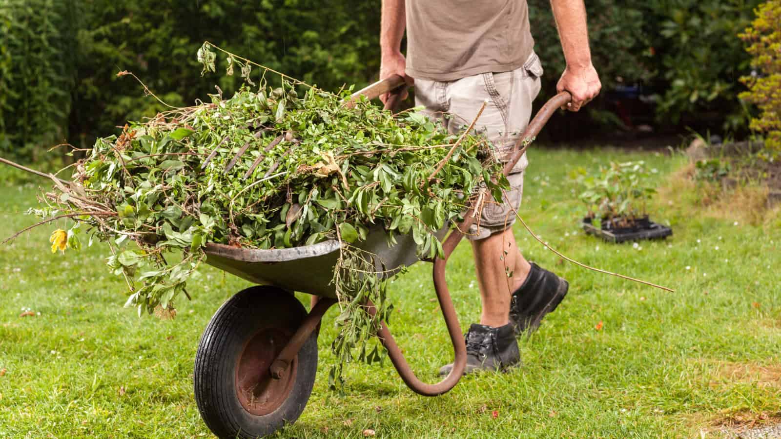 clear the yard